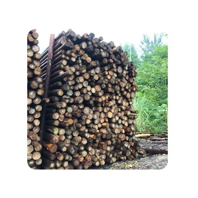 杉木桩原木景观装修木工地河堤用削尖打桩防汛木桩现货直供